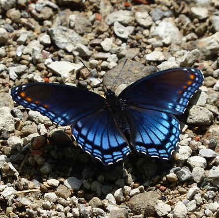 Red Spotted Purple