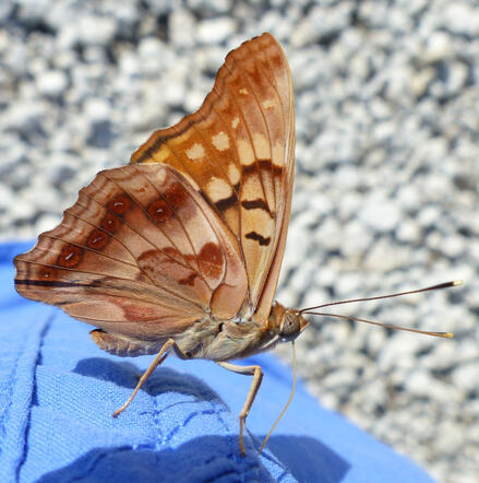 Tawny Emperor