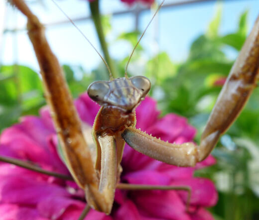 Chinese Mantis
