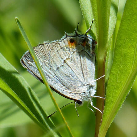 Gray Hairstreak