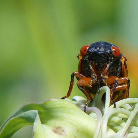2024 Periodical Cicada