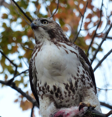 Red-tailed Hawk