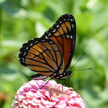 Viceroy
