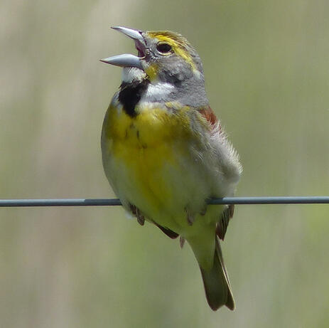 Dickcissel