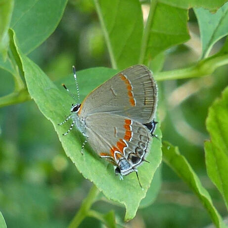 Red-banded Hairstreak