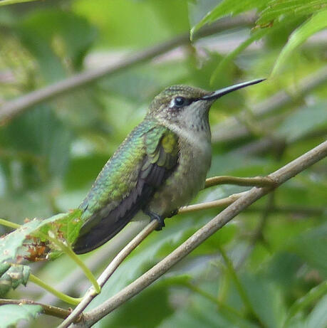 Ruby-throated Hummingbird