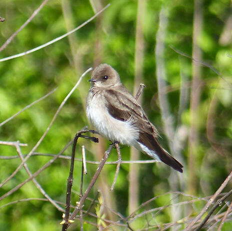 N. Rough-Winged Swallow