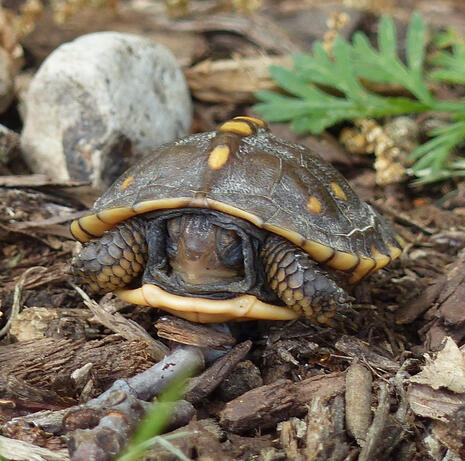 Eastern Box Turtle