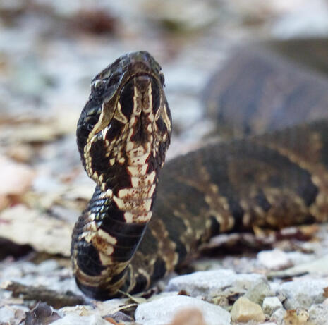 Cottonmouth