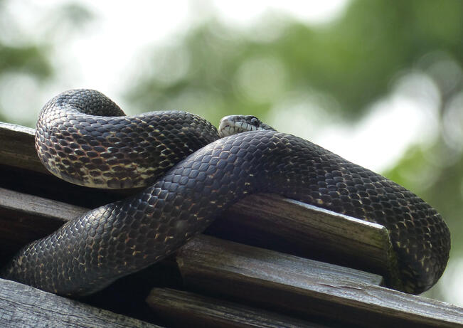 Black Rat Snake