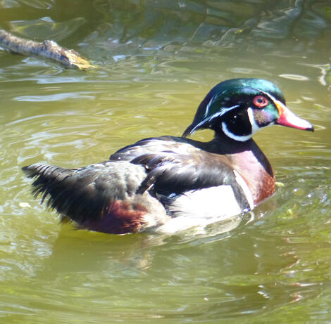 Wood Duck